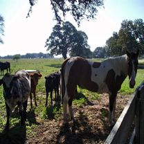 Nocona and his bovine buddies